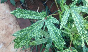 uploads/images/disease/Yellow mosic virus  of okra_result.jpg